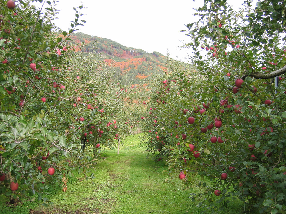 亀山果樹園 りんご 3
