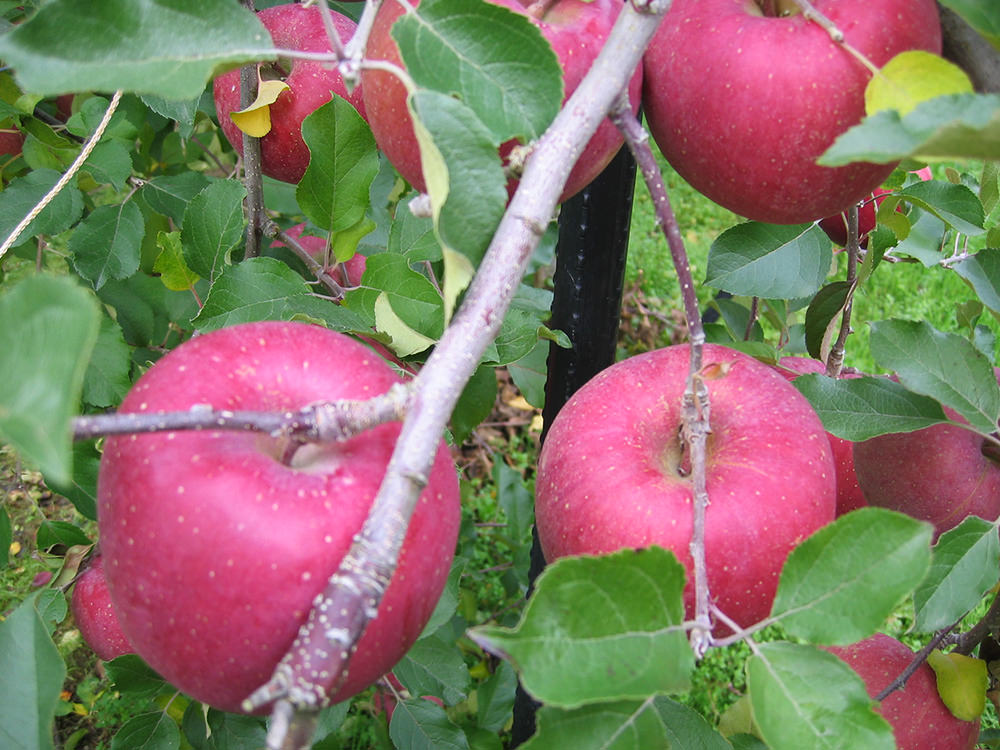 亀山果樹園 りんご 写真5