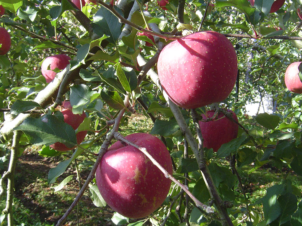 亀山果樹園 りんご 6