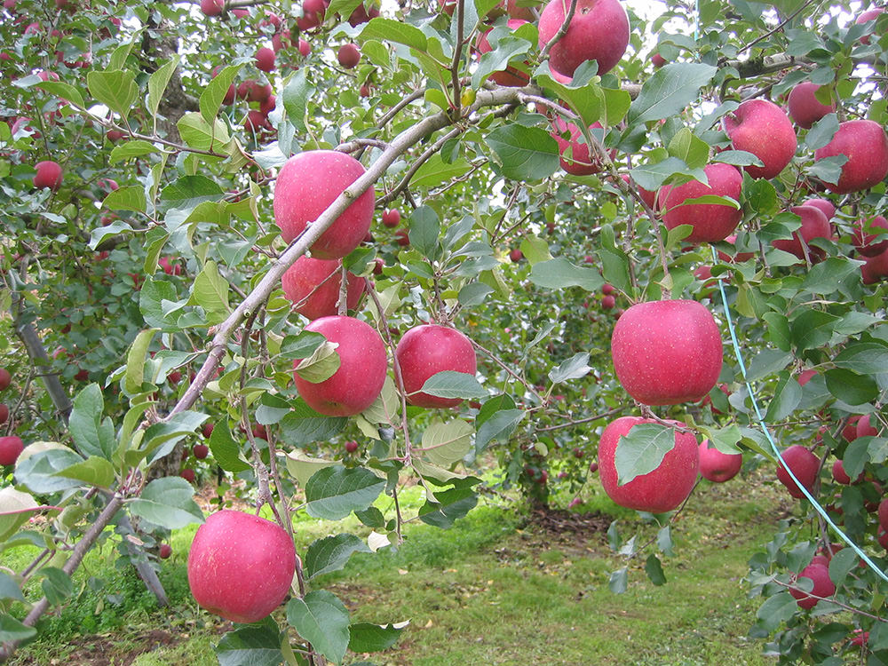 亀山果樹園 りんご 4