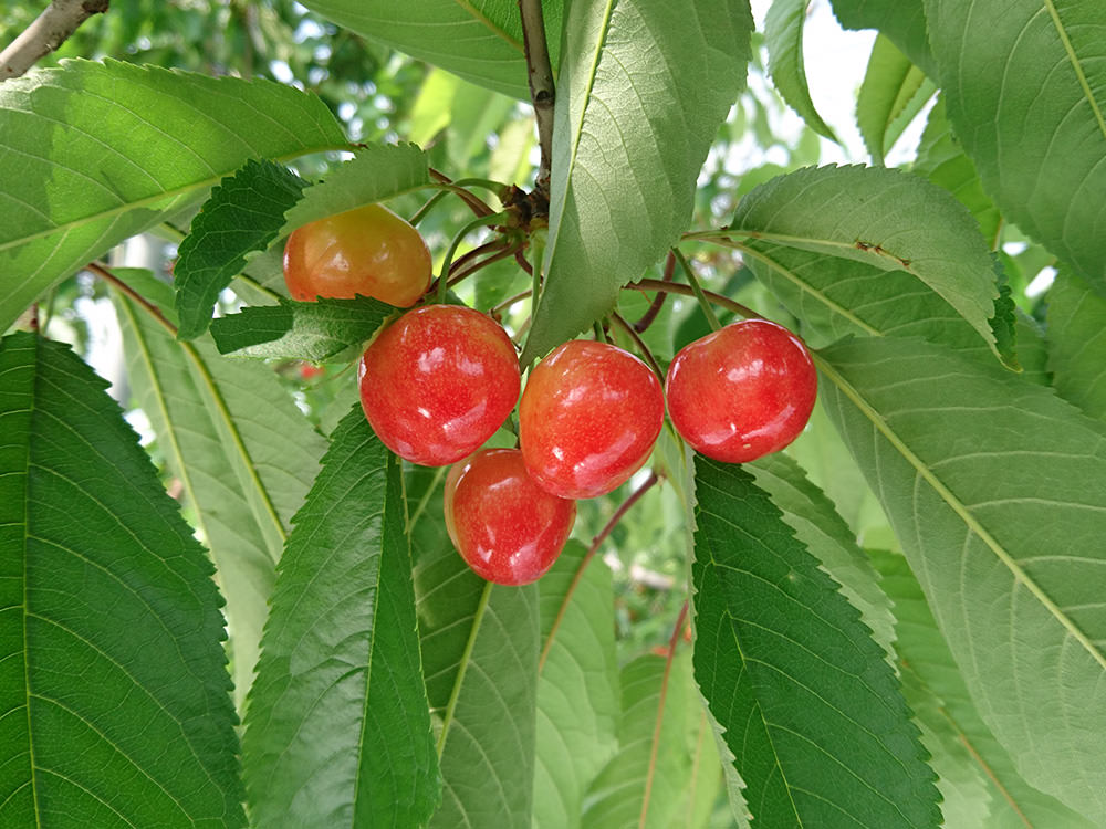 亀山果樹園 さくらんぼ 写真