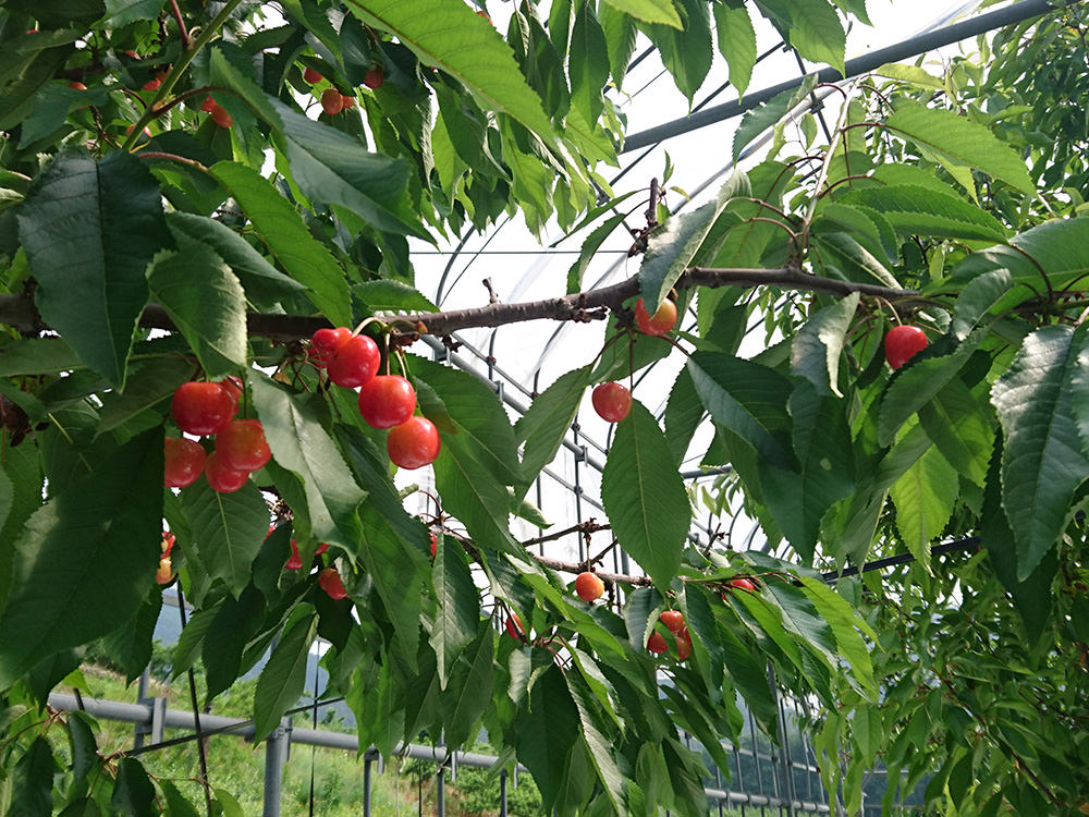 亀山果樹園 さくらんぼ 写真1