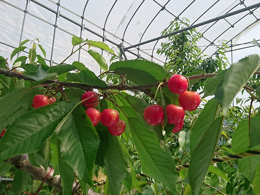 亀山果樹園 さくらんぼ 写真2
