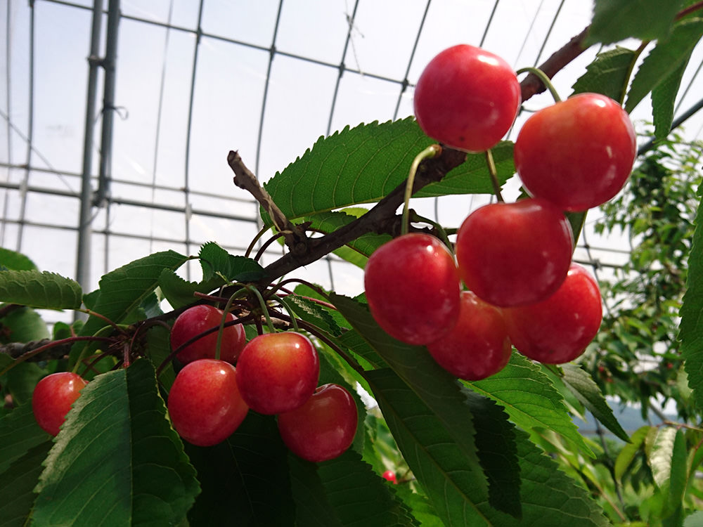 亀山果樹園 さくらんぼ 写真3