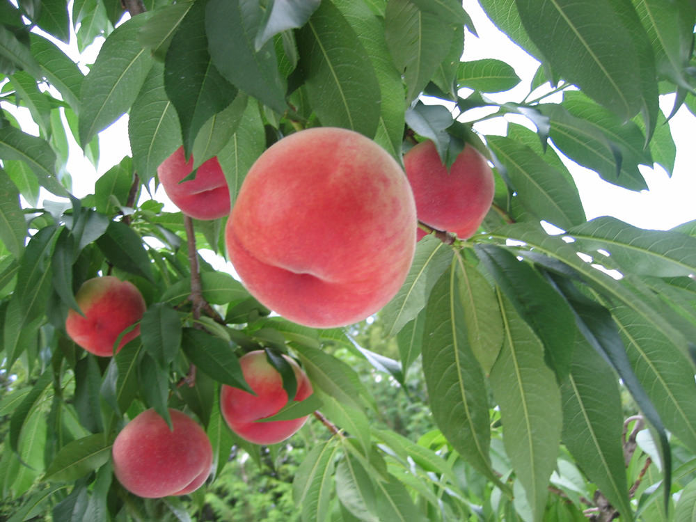 亀山果樹園 桃 写真