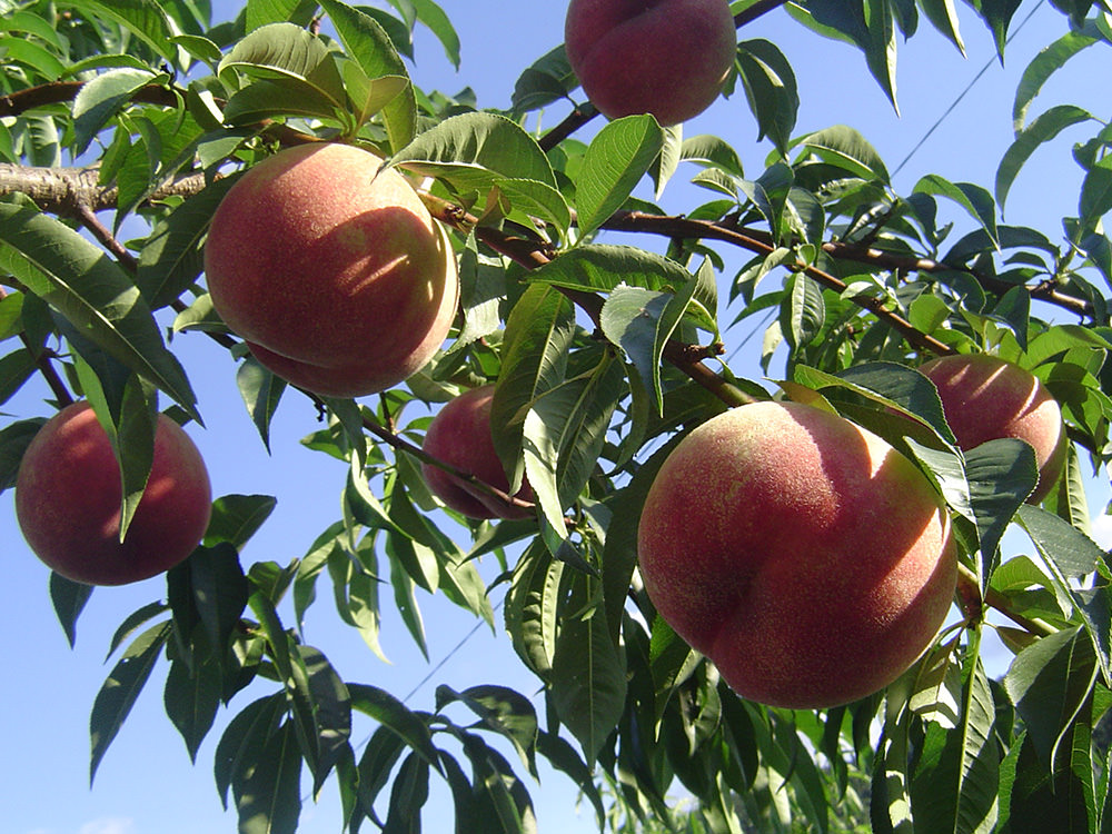 亀山果樹園 桃 写真1