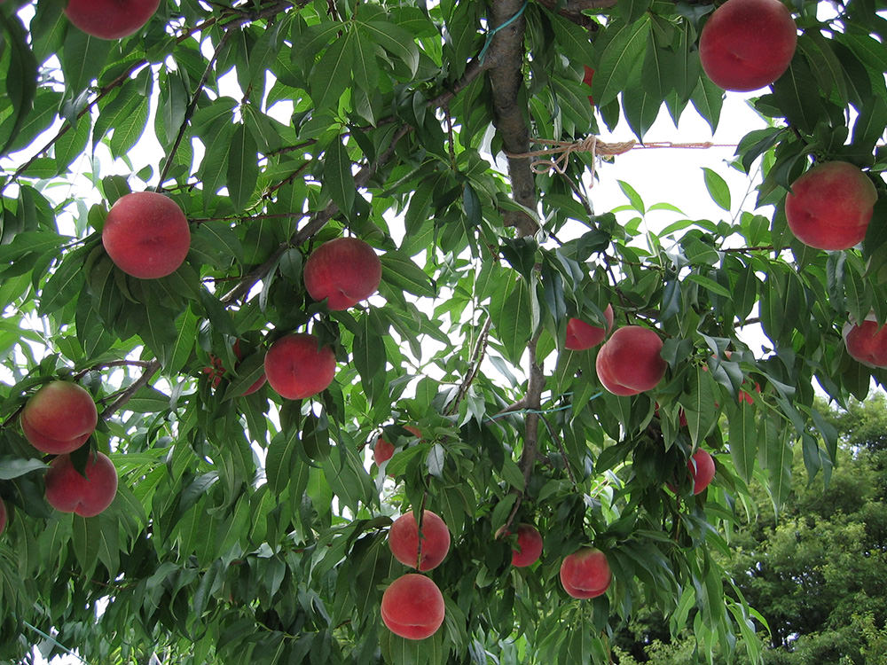 亀山果樹園 桃 写真2