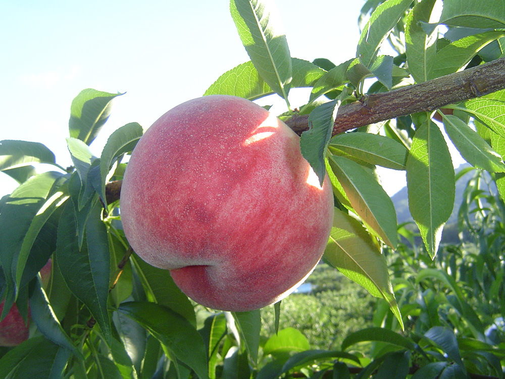 亀山果樹園 桃 写真3