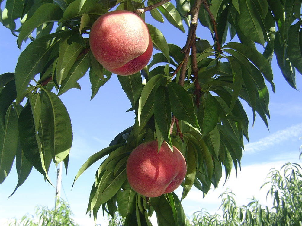 亀山果樹園 桃 写真5
