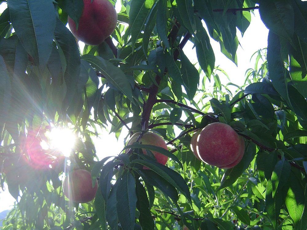 亀山果樹園 桃 写真4