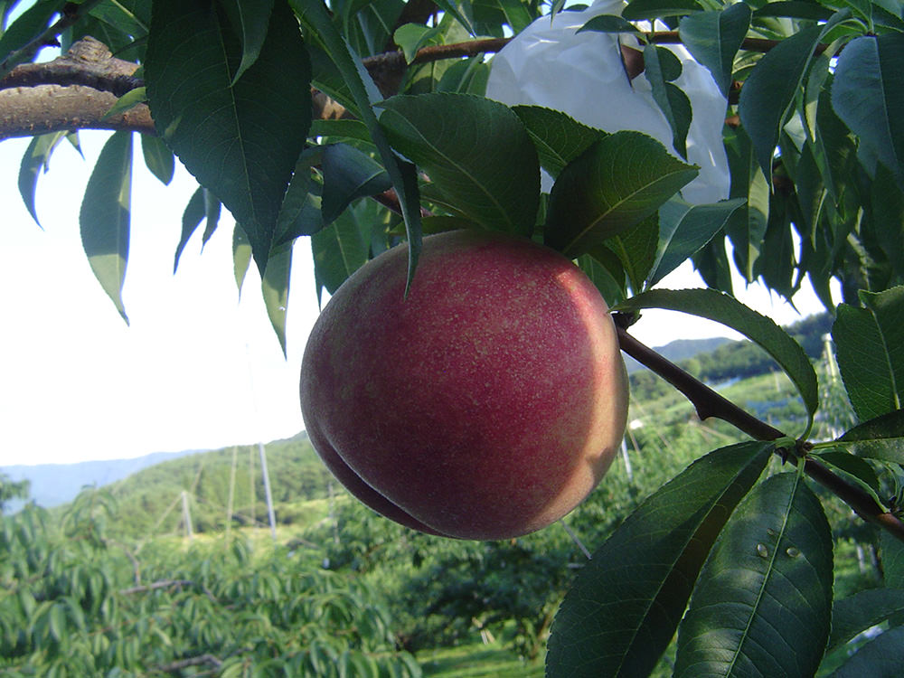 亀山果樹園 桃 写真6