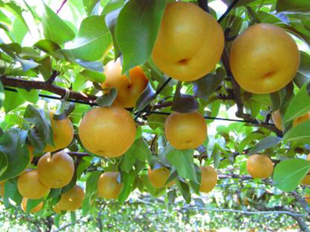 亀山果樹園 梨 写真